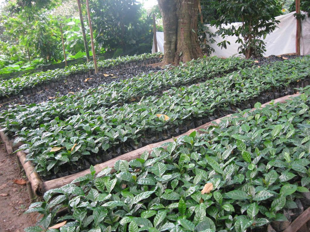 Finca San Rafael - Cafe Y Cacao 米卡 外观 照片