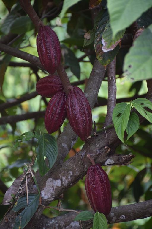Finca San Rafael - Cafe Y Cacao 米卡 外观 照片
