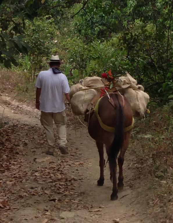 Finca San Rafael - Cafe Y Cacao 米卡 外观 照片