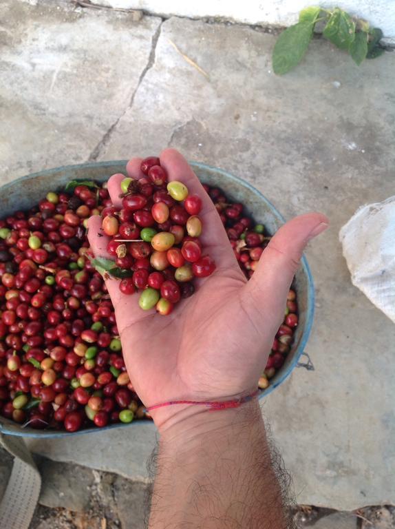 Finca San Rafael - Cafe Y Cacao 米卡 外观 照片